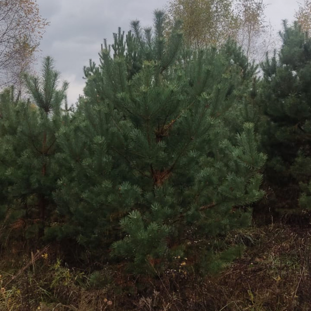 Сосна обыкновеннаяфото.
